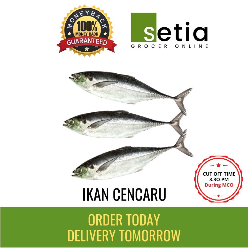 Ikan Cencaru Segar 1 Kg Shopee Malaysia