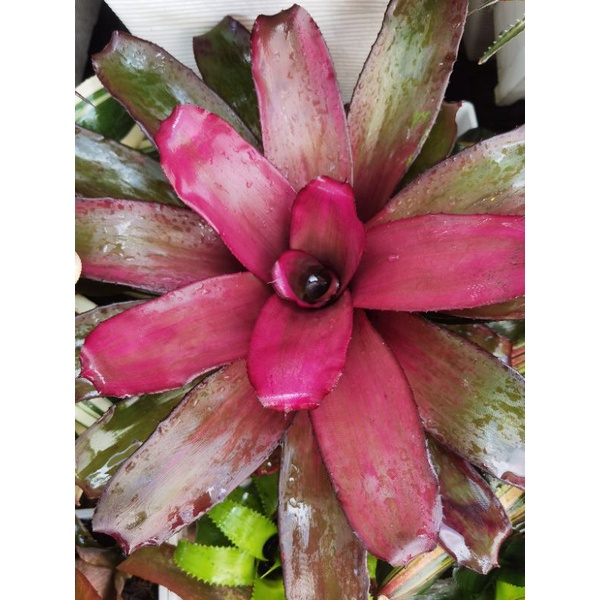 Neoregelia Purple Phantom Bromeliad – Small Pup – Tropical Houseplant Bare Root