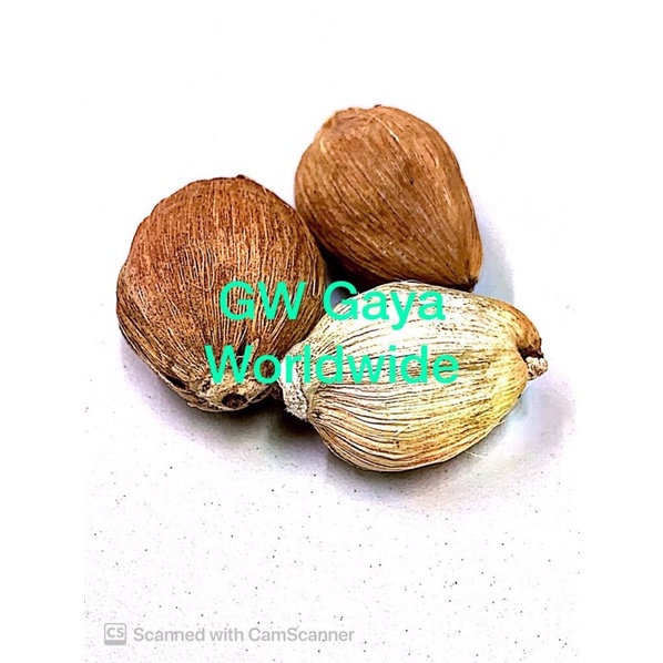 3 Original Laghu Nariyal/Sriphal/Shriphal/Divine Coconut/Mahalakshmi ...