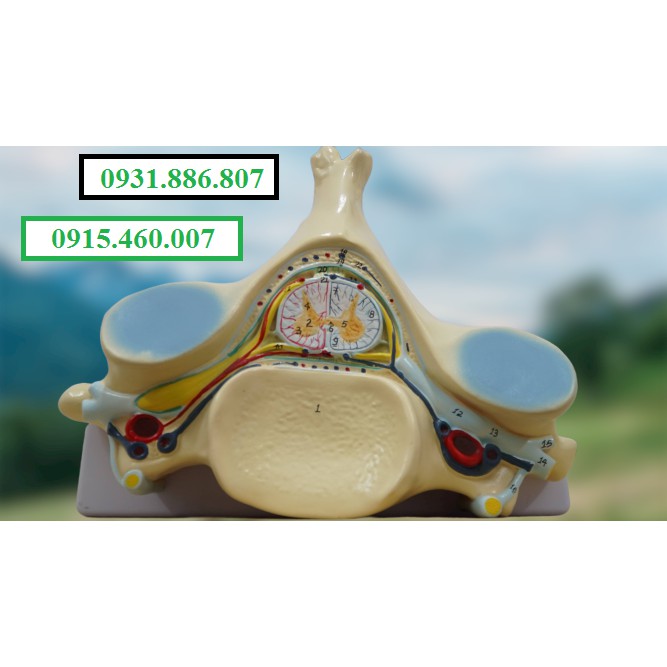 Models of spinal and nerve roots | Shopee Malaysia