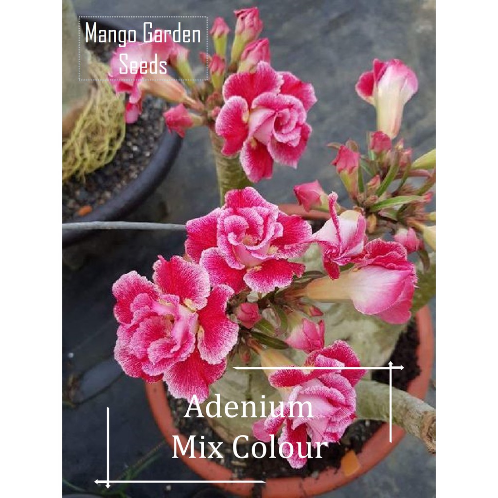 Adenium Mix Colour Flower Seeds - 2 Seed *Pot Friendly* Tanam Pasu ...