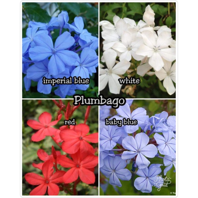 KKB Plumbago Imperial Blue, Plumbago Baby Blue, White Plumbago, Red ...