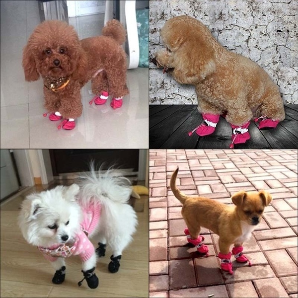 Dog sales shoes shopee