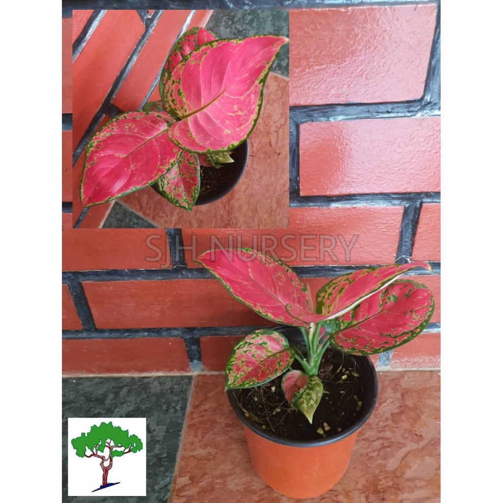 SJH - Red Ruby plant / Bunga Ruby Merah [Real Plant/Live Plant/Bunga ...
