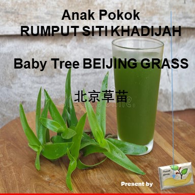 Anak Pokok RUMPUT SITI KHADIJAH / Baby Tree BEIJING GRASS /北京草苗 ...