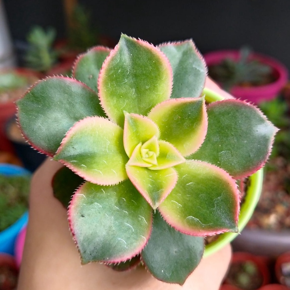 Succulent Plant-Aeonium decorum 多肉植物 清盛锦 | Shopee Malaysia