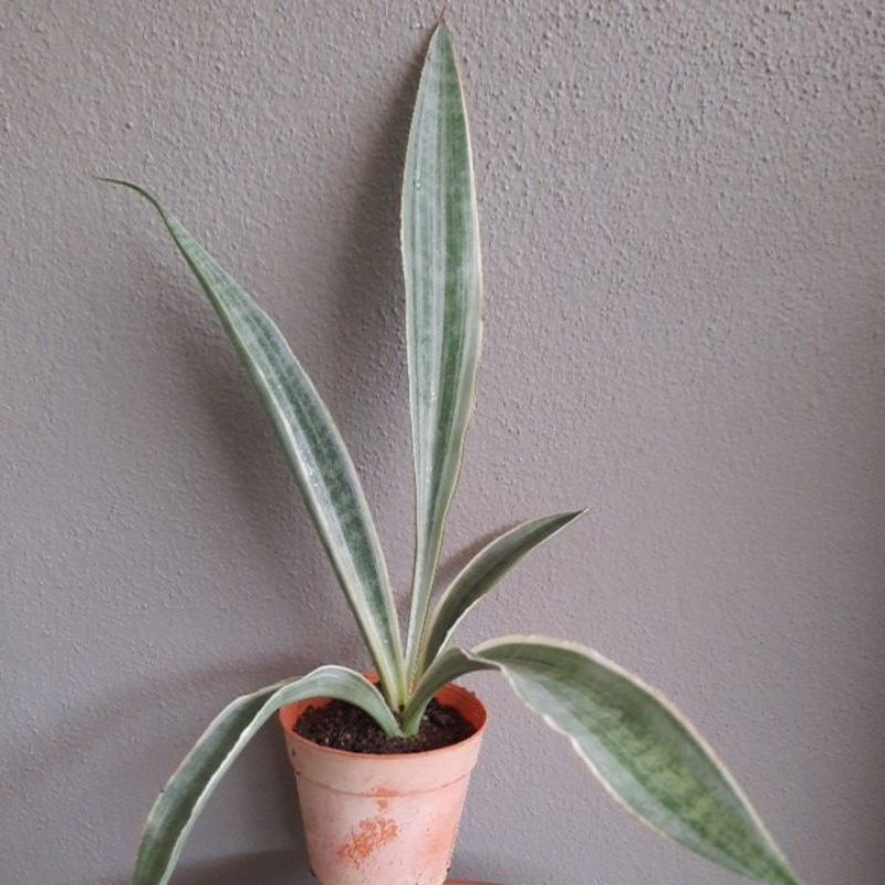 strelitzia white bird WHITE BIRD OF PARADISE 10in main image 0