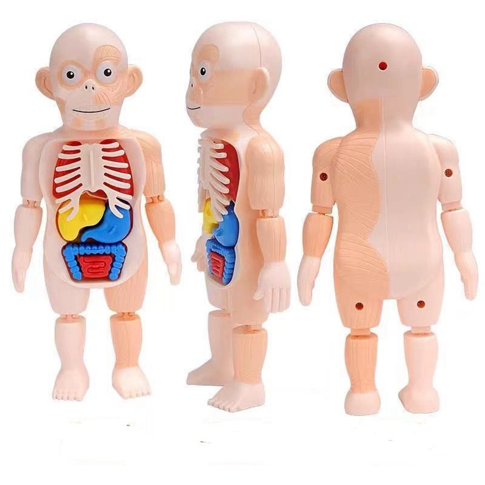 Kid Montessori 3D Puzzle Human Body Anatomy Model Toy DIY Educational ...