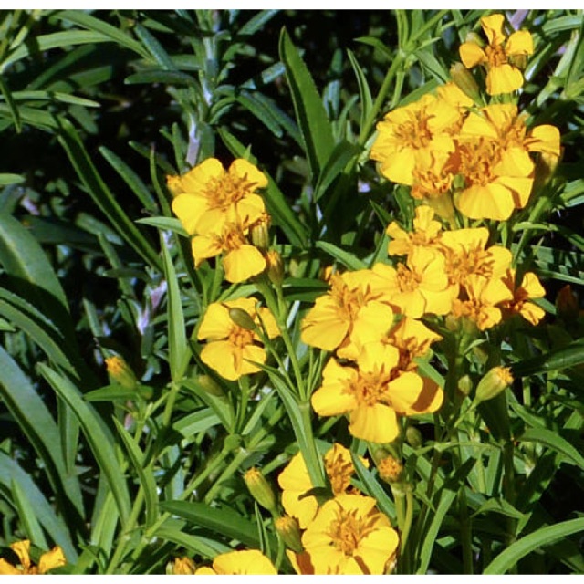 🌻🌻 english herb tarragon 🌻🌻 Shopee Malaysia