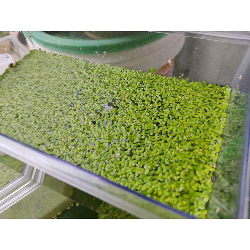 Miyaqponic Kiambang Duckweed High Protein food for tilapia chicken