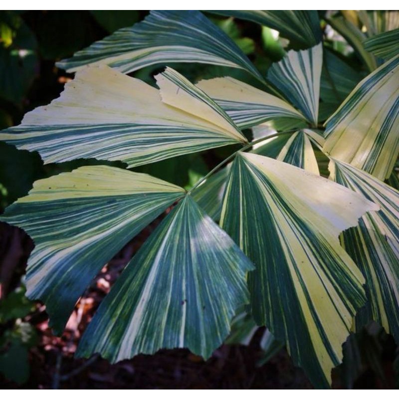 Pokok Fishtail Palm Variegated / Caryota Mitis Variegated {Ready stock ...