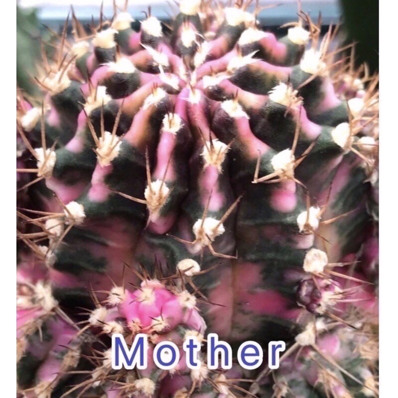 monstera burl marx Monstera Burle Marxe Flame Baby