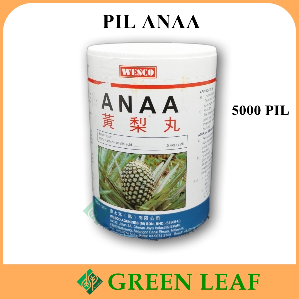 5000 BIJI PIL ANAA paksa Nenas Nanas Berbunga Hormon ANAA Pineapple