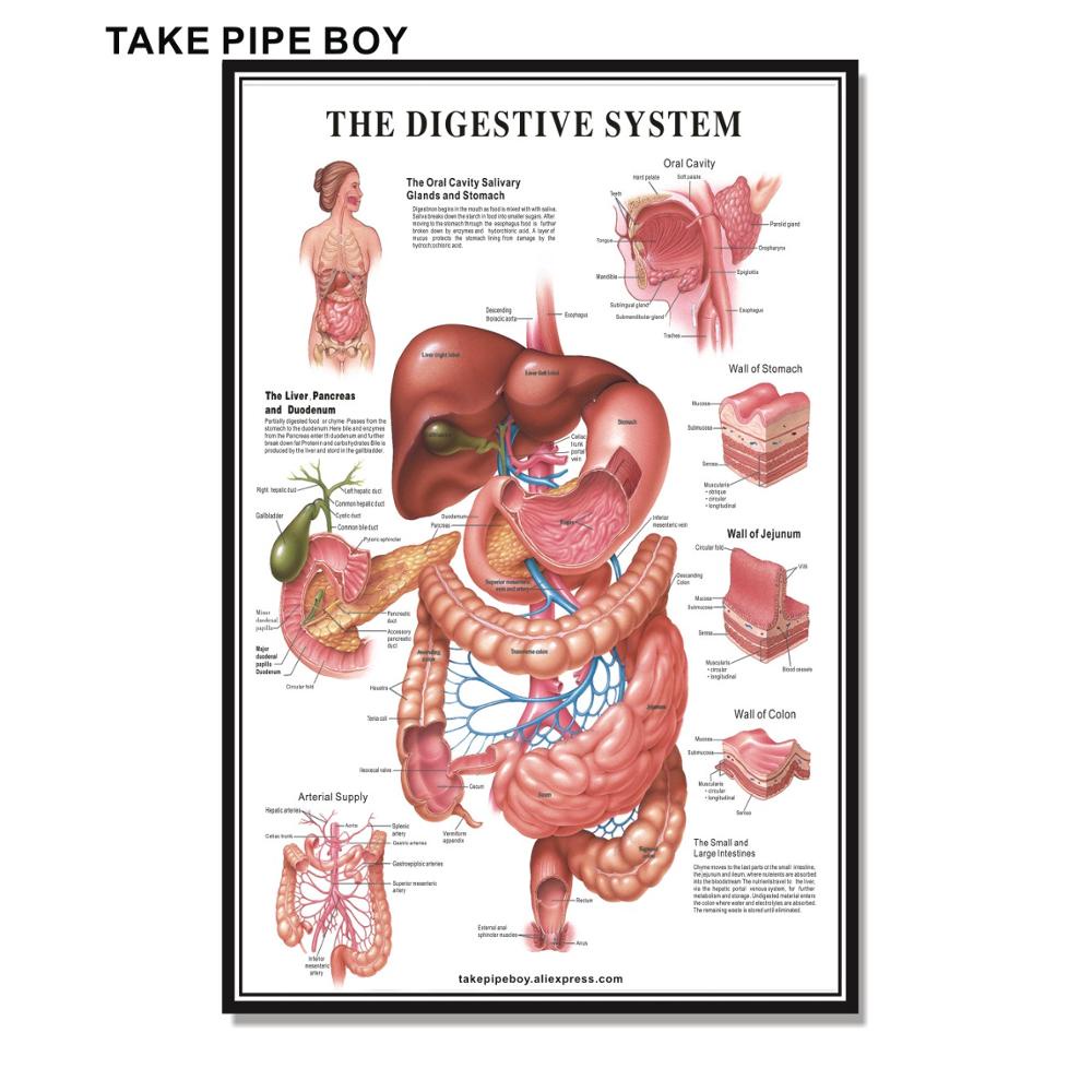 Layer Pressure Digestive System Anatomy Map-Gastrointestinal Poster ...