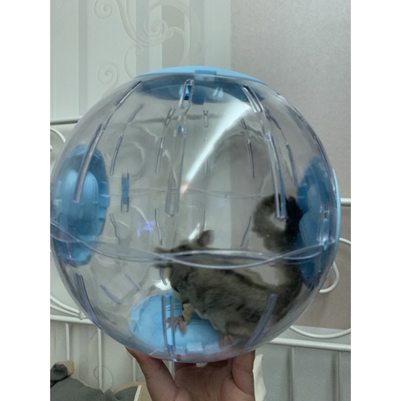 Sugar gliders running exercise ball (Large 20cm) Shopee Malaysia