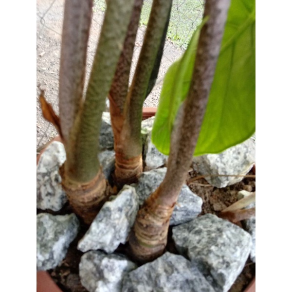 ubi keladi candik hiasan/syngonium/lempoyang (Promo 10.10 sahaja ...