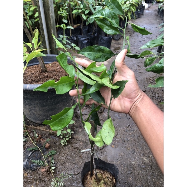 pokok limau kerat lintang hybrid thai pokok rendah | Shopee Malaysia