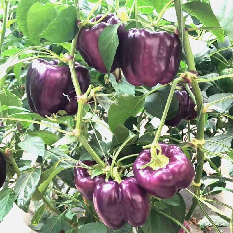 Benih Lada Benggala Ungu 15pcs Purple Sweet Pepper Capsicum 紫色灯笼椒