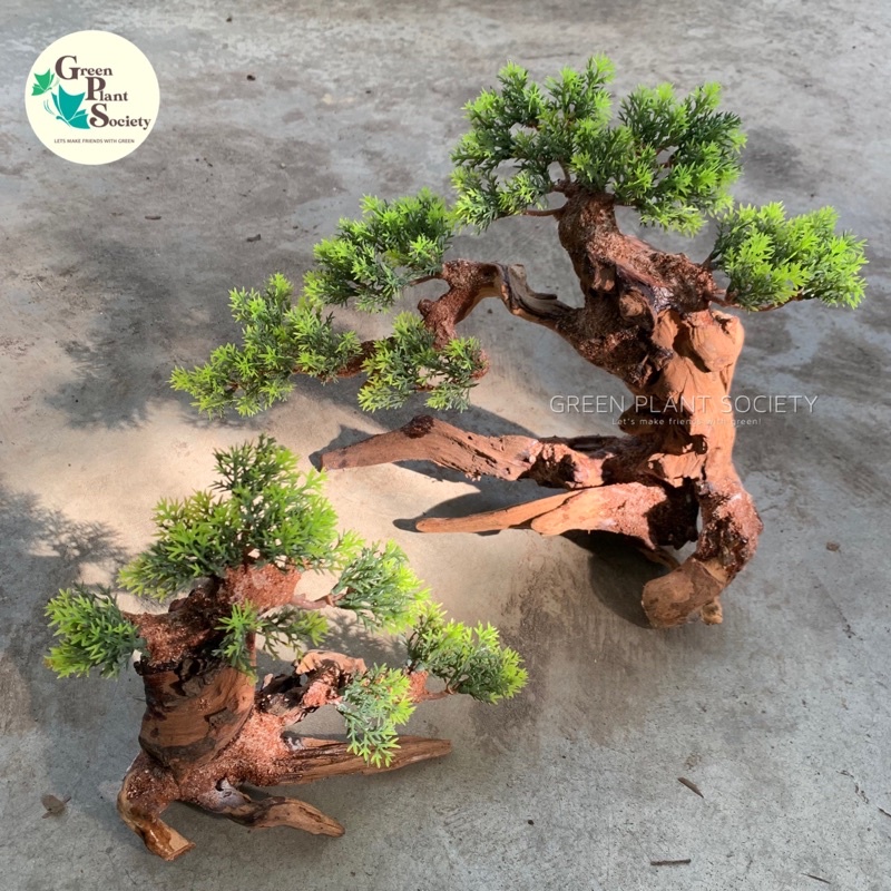 corkscrew hazel bonsai Corkscrew Hazel #1