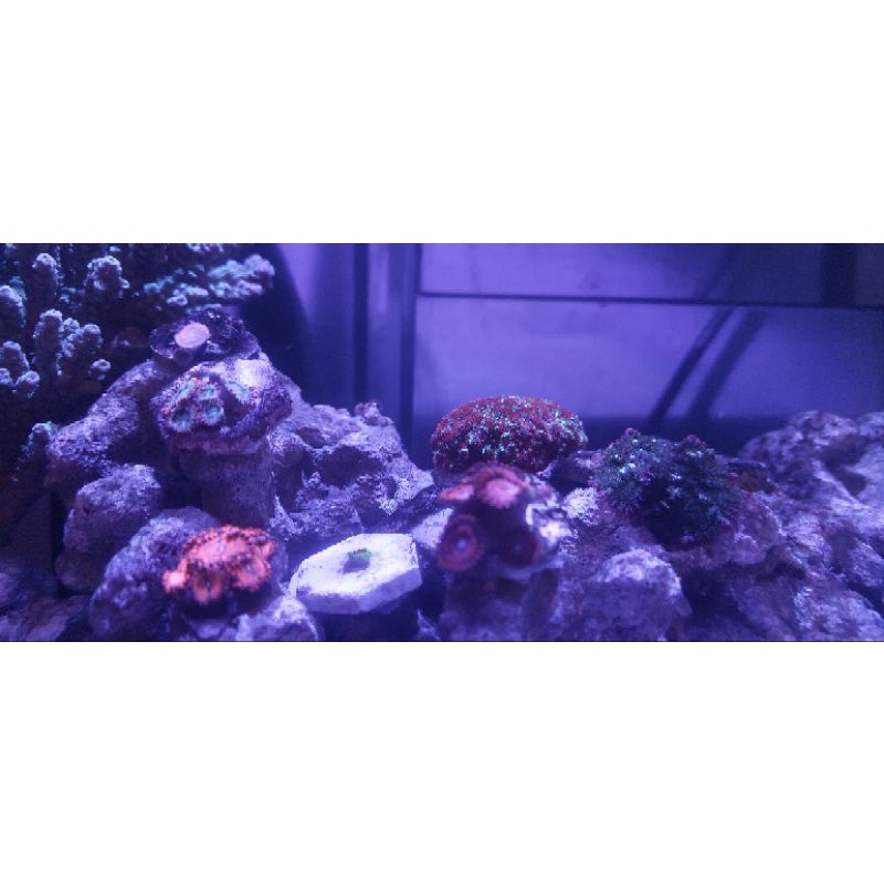Repack New Life Spectrum Thera A Sea Fish Food | Shopee Malaysia
