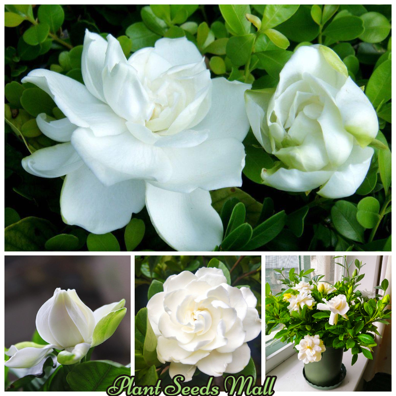 5 seeds Gardenia Seeds Cape Jasmine Flower Seeds Fragrant Flowers