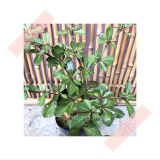 (GG real plant) bucida hijau ^ monineti busida live outdoor plant tree ...