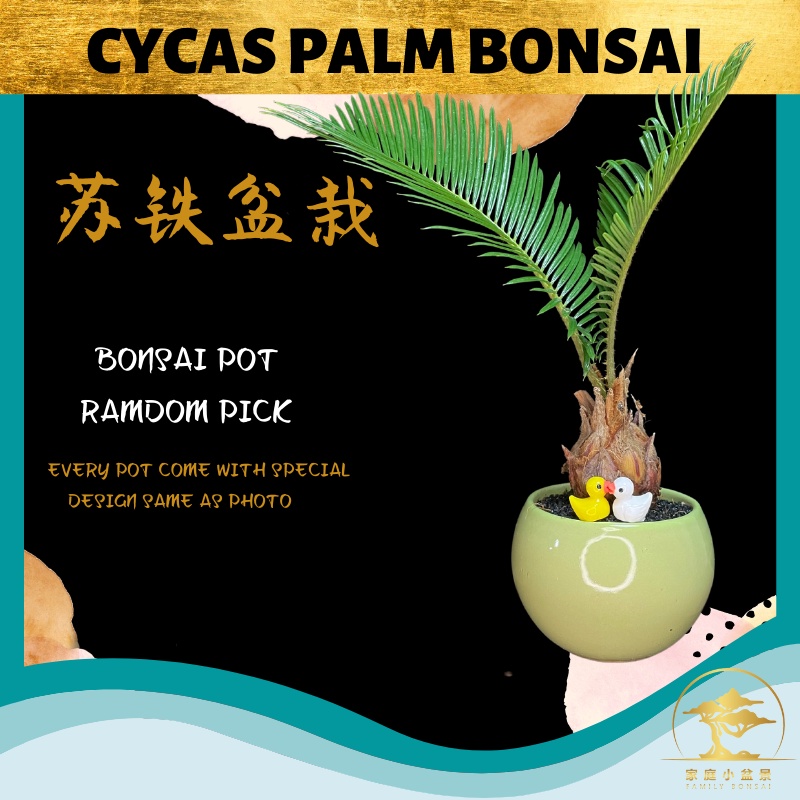 【FAMILY BONSAI】Sago Palm Cycas Revoluta Pakis Bonsai (Come With Pot) 苏铁 ...
