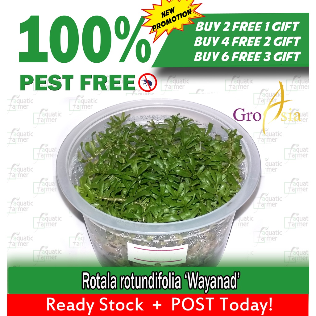 Rotala rotundifolia 'Wayanad'-Tissue Culture- Buy 2 Free 1 Gift ...