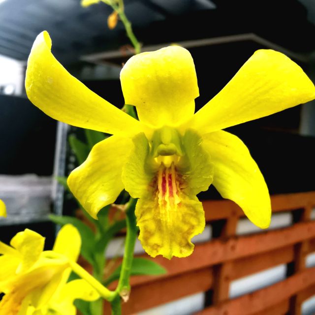 Yellow bunny dendrobium | Shopee Malaysia