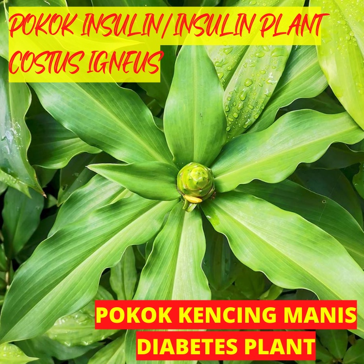 Insulin Plant / Pokok Insulin / For Diabetes (Costus Igneus