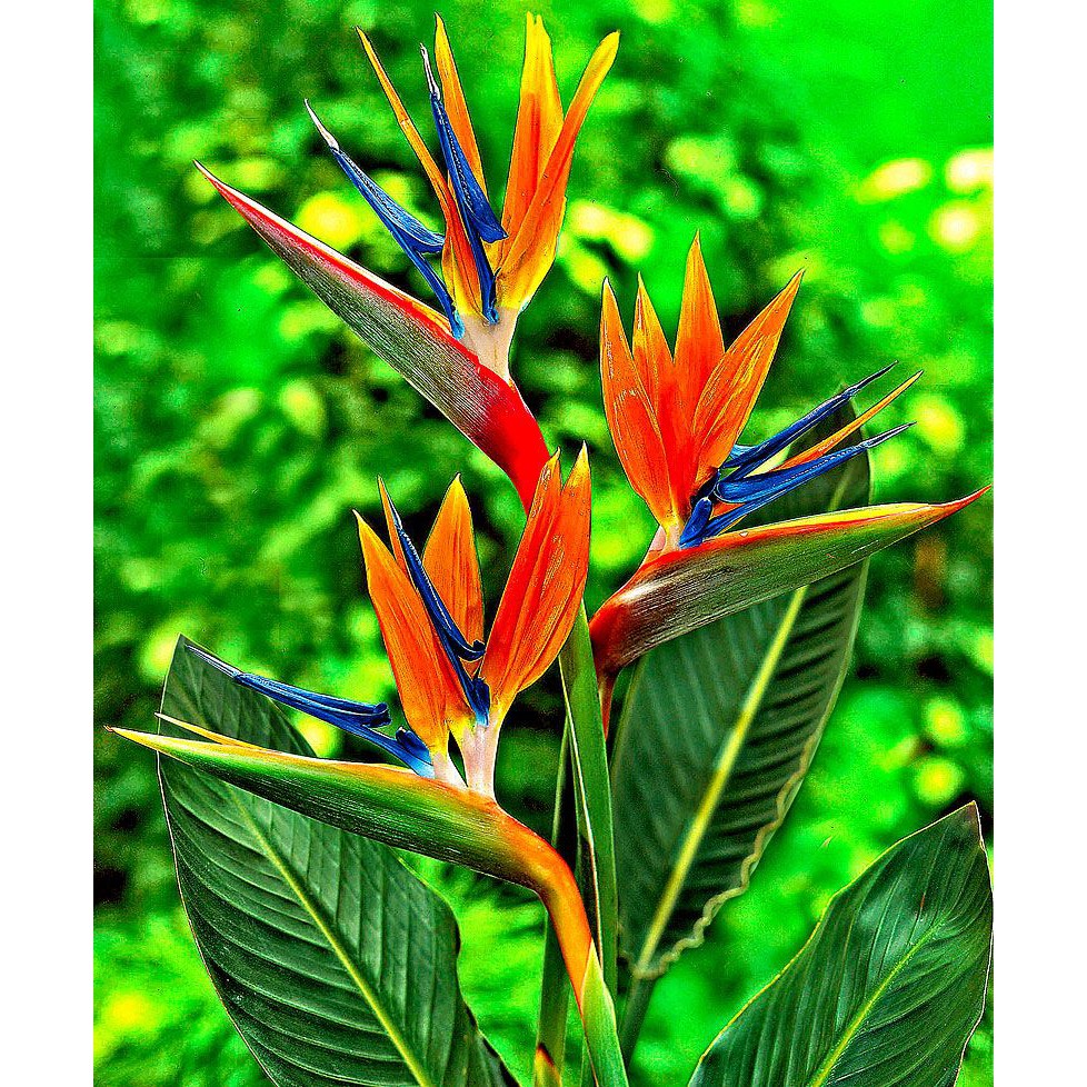 Anak Pokok Bird of Paradise/Bunga Cenderawasih (Strelitzia Reginae ...