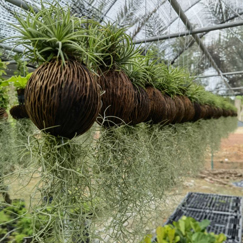hanging holder for plants Air Plant V-Hanger Trio