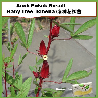 Anak Pokok Rosell Baby Tree Ribena /洛神花树苗 | Shopee Malaysia