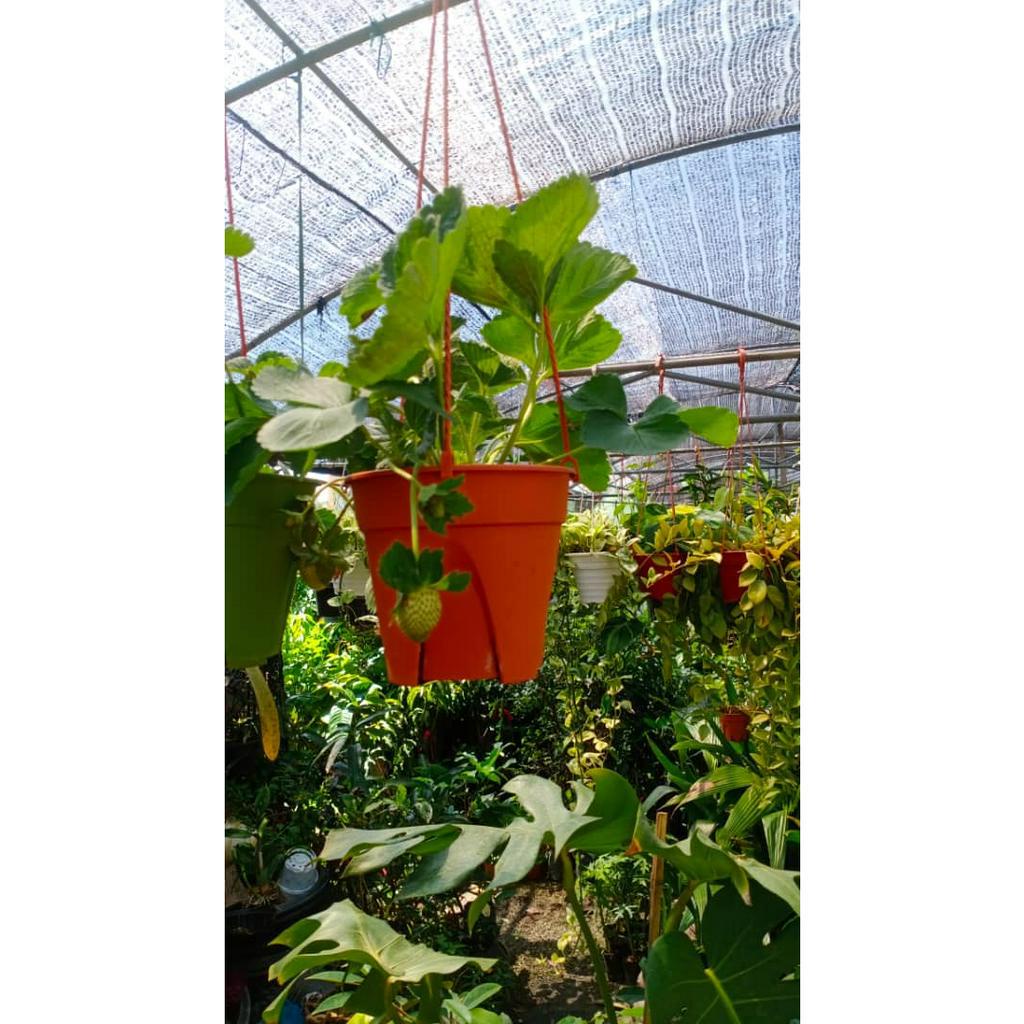 POKOK STARWBERRY RENDAH | Shopee Malaysia