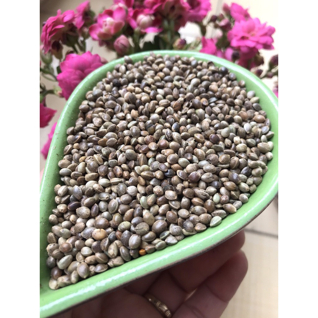 Large size round seeds for parrots - 500gr pack | Shopee Malaysia