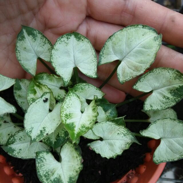 Mini Caladium in pot | Shopee Malaysia
