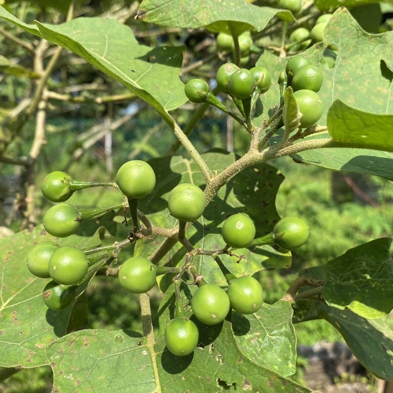 Terung pipit @ rembang (anak pokok saiz 1 kaki) | Shopee Malaysia