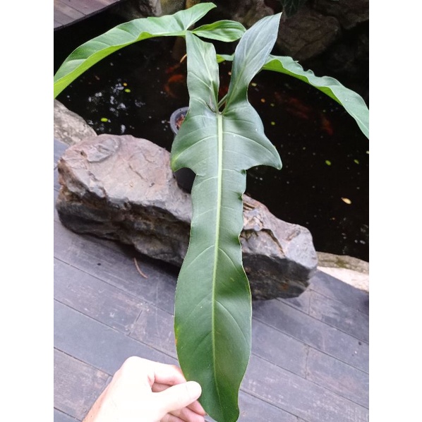 Philodendron Jerry Horne l Live Plant  Rare Plant Collection | Shopee  Malaysia