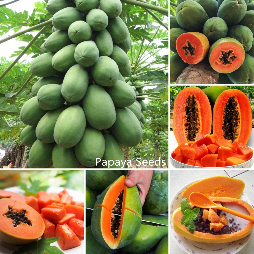 10pcs Carica Papaya Seeds Longevity Fruit Seeds Plant Seed Super Sweet Papaya Nutritious Organic