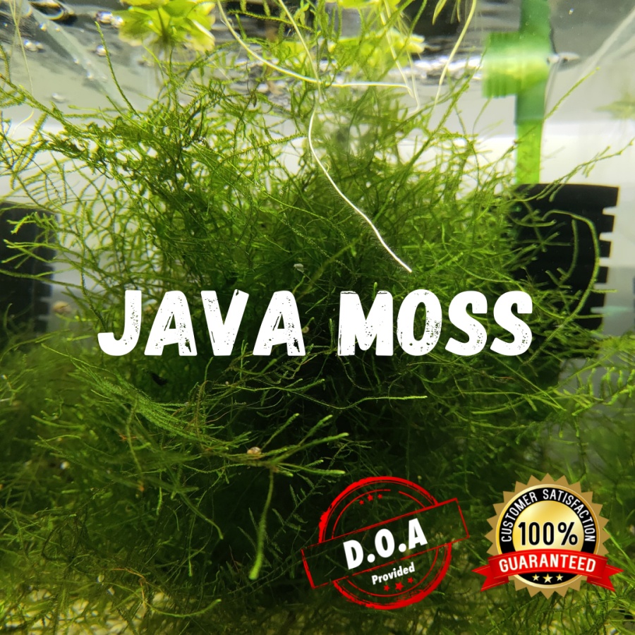 [LOCAL SELLER] JAVA MOSS Fully Submerged (Aquascape/Aquarium/Moss/Shrimp/Fish/Vivarium/Plant