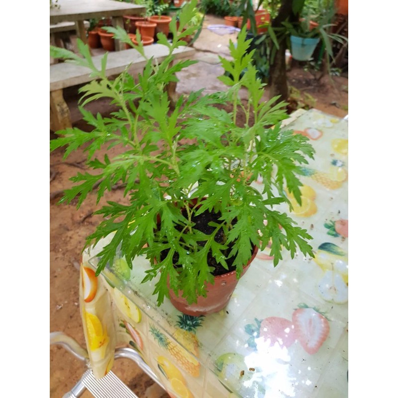 10pcs seeds Ulam raja biji benih ulam raja semai je dlm pasu | Shopee ...