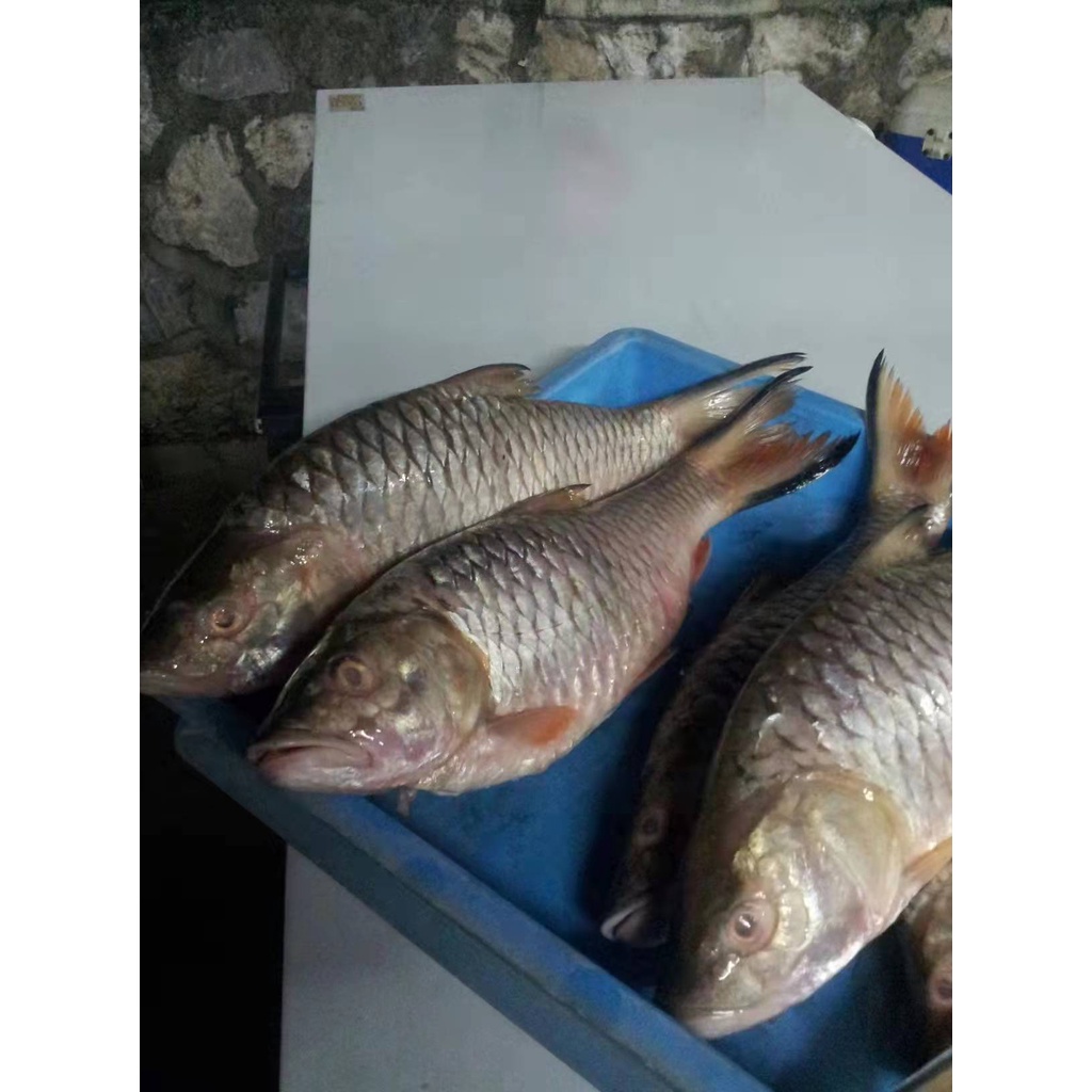 IPOH SEAFOOD WILD IKAN SEBARAU SARAWAK (2.5kg+/) / 水马溜鱼 ( MIN ORDER