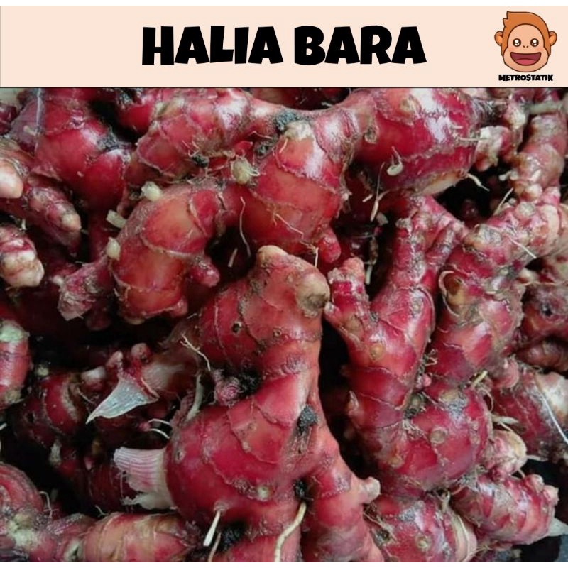 Isi Rizom Halia Bara | Zingiber Officinale Untuk Benih & Jamu (100g ...