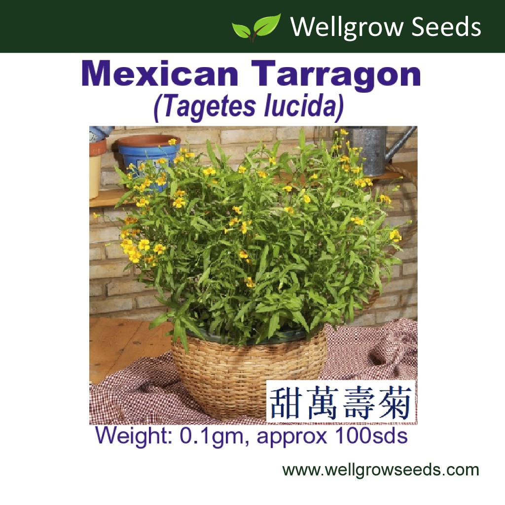 Mexican Tarragon (0.1gm, ≈100sds) 甜萬壽菊 Mexican Marigold Mint Herb Seeds