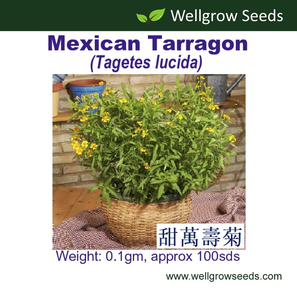 Mexican Tarragon (0.1gm, ≈100sds) 甜萬壽菊 Mexican Marigold Mint Herb Seeds ...