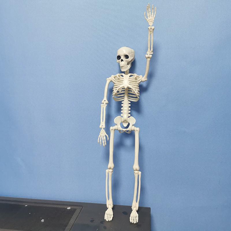 Active Human Skeleton Model Anatomy Medicine Learning Model Halloween ...