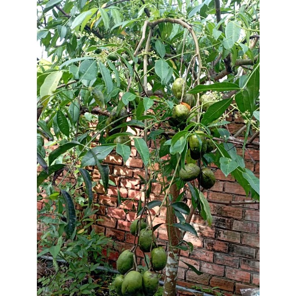 Dwarf Thai Toad Tree, bears fruit in 5 months | Shopee Malaysia