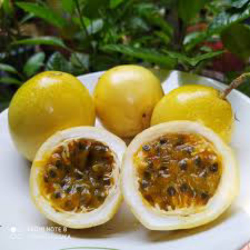 Anak pokok markisa panama gold/passion fruit/markisa kuning/markisa ...