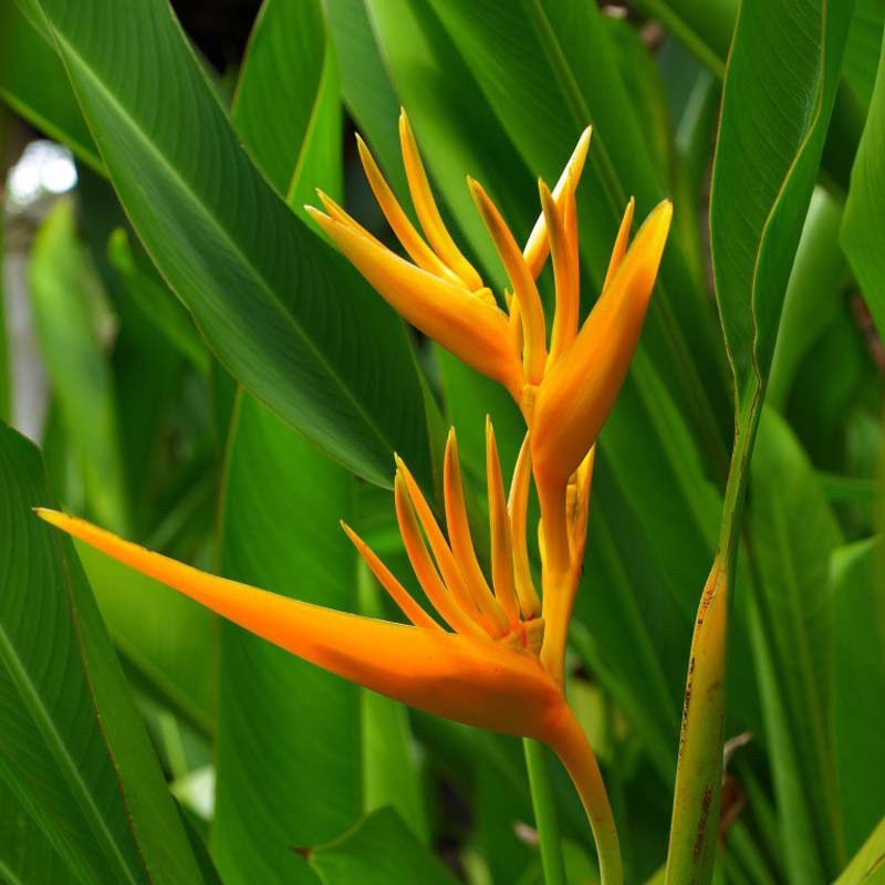 [5 Variasi ]RIZOM / BAKA BENIH HELICONIA / Bunga Burung Cenderawasih ...