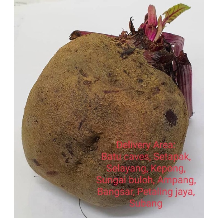 Beet root (Ubi Bit Merah) 450 gm+-Rm 6.00 | Shopee Malaysia